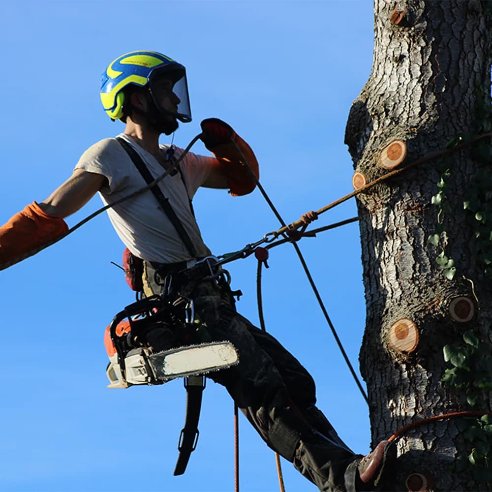 Abattage d’arbre